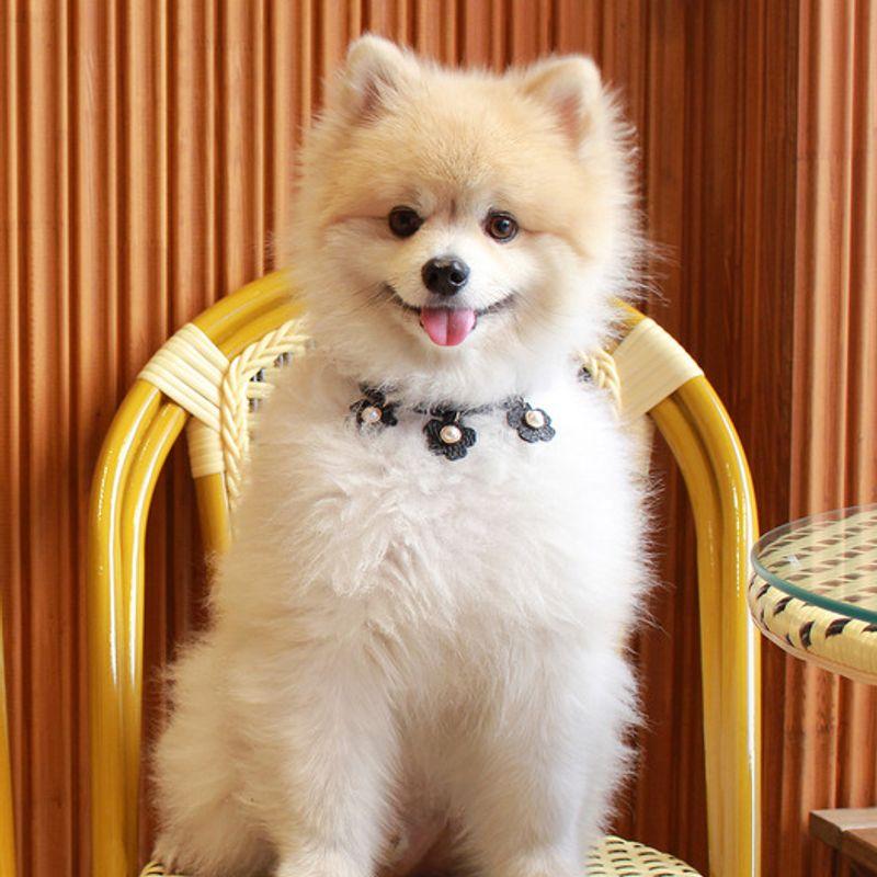 MAISON DE MIU Daisy Perlenkette Schwarz