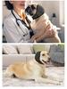 2025 Cross-Border Dog Calming Hood: Anti-Startle, Anti-Thunder, Waterproof Ear Covers for Summer Swimming.