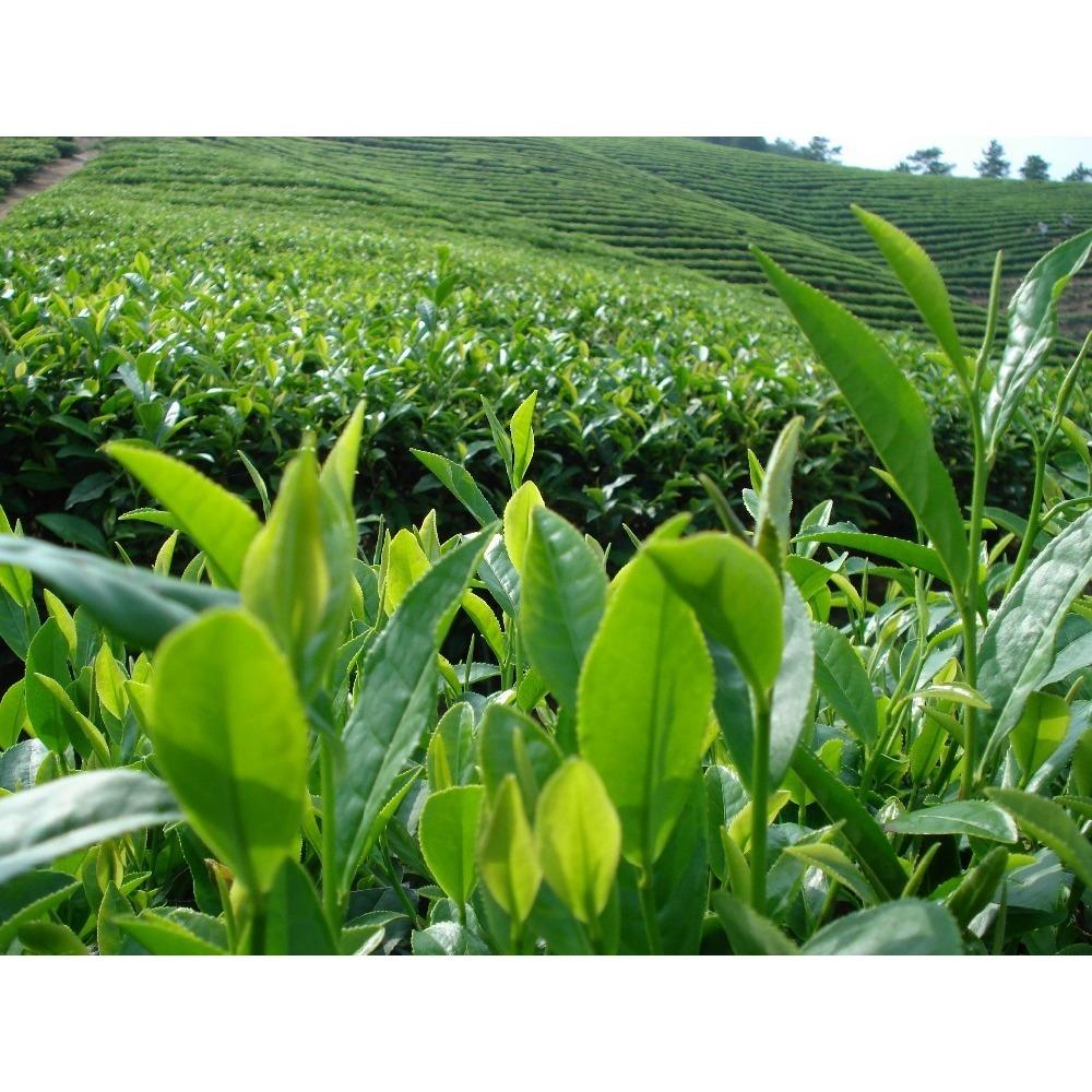 Organic Black Tea 20 Bags Natural Energy Herbal Drink for Men Women