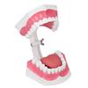 Teeth Model Tooth Brushing Practice Dental Teaching Study Tool with Brush Set Kit