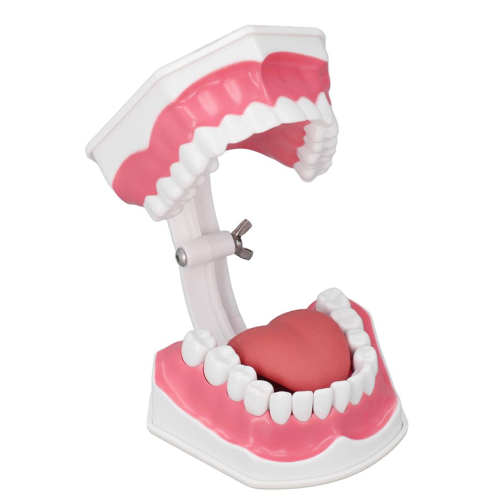 Teeth Model Tooth Brushing Practice Dental Teaching Study Tool with Brush Set Kit