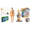 Educational Anatomy Toy For Exploring Human Body