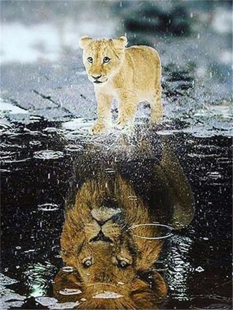 Broderie cu diamante 5D cu punct de cruce Wolf Diamond Art Painting Mozaic alb-negru Cadou lucrat manual