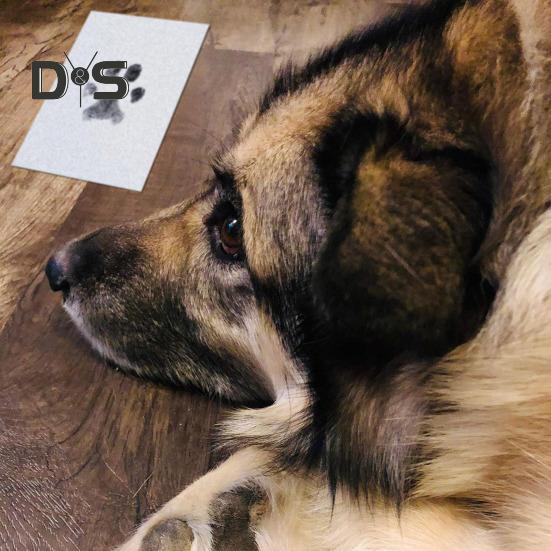 Sada na tisk tlapek pro domácí mazlíčky Psi Kočky Čistý dotykový inkoustový polštářek Snadné použití Nepřilnavý inkoust Bezpečný Bezpečný Rychleschnoucí inkoustový polštářek na potisk tlapky pro domácí mazlíčky