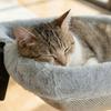Sunken Design Cat Desk Hammock Space-Saving Cat Perch Soft Cat Table Bed  Home Office Desk