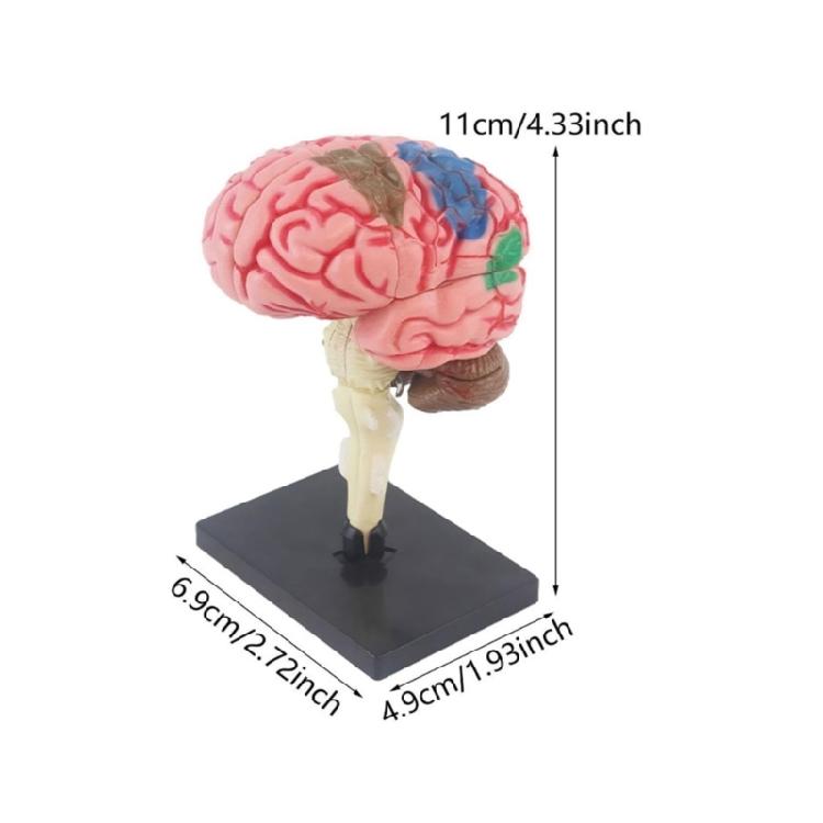 Human Brain Anatomy Model with Detachable Organs Body Part Educational Human Brain Anatomy Model for Kid Teen Aged 7-14