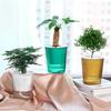 Succulent plant Hydroponics Watering Planter Self Watering Flower Pot Lazy Flowerpot Self-watering
