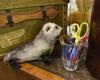 BH6700 HANSA Southern African fur seal pup, 26