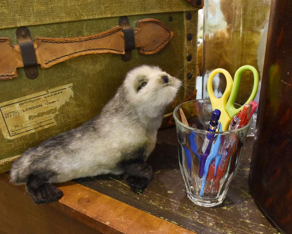 BH6700 HANSA Southern African fur seal pup, 26