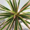 Home For Table Garden Desktop Indoor Artificial Plants Chlorophytum Branch Potted Fake Plants