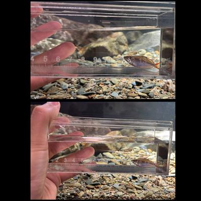Praktische Fischzuchtbox für das Ausbrüten von Fischlaich und die Isolierung kleiner Fische Klare Acryl-Beobachtungszuchtbecken