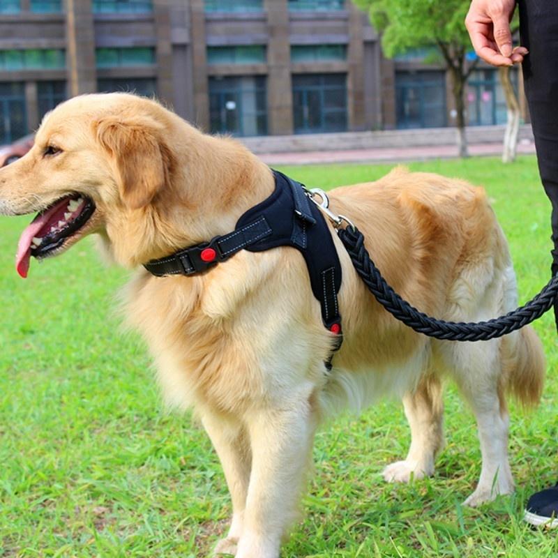 dog with belt