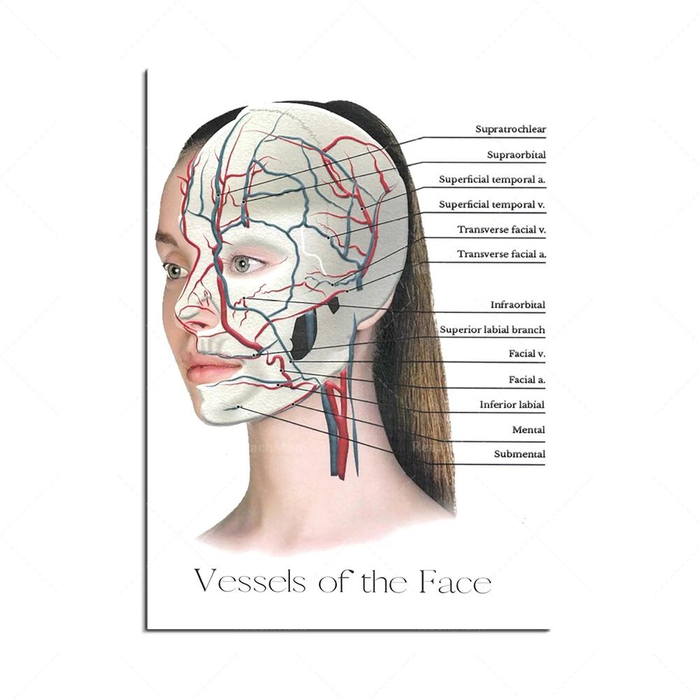 The Body Facial Anatomy Muscle Vessels Detailed Canvas Painting Human Structure Skeleton Education Poster Medical Decoracion