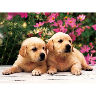 150 Piece Jigsaw Puzzle - Golden Retriever, Popular Korean Puzzle