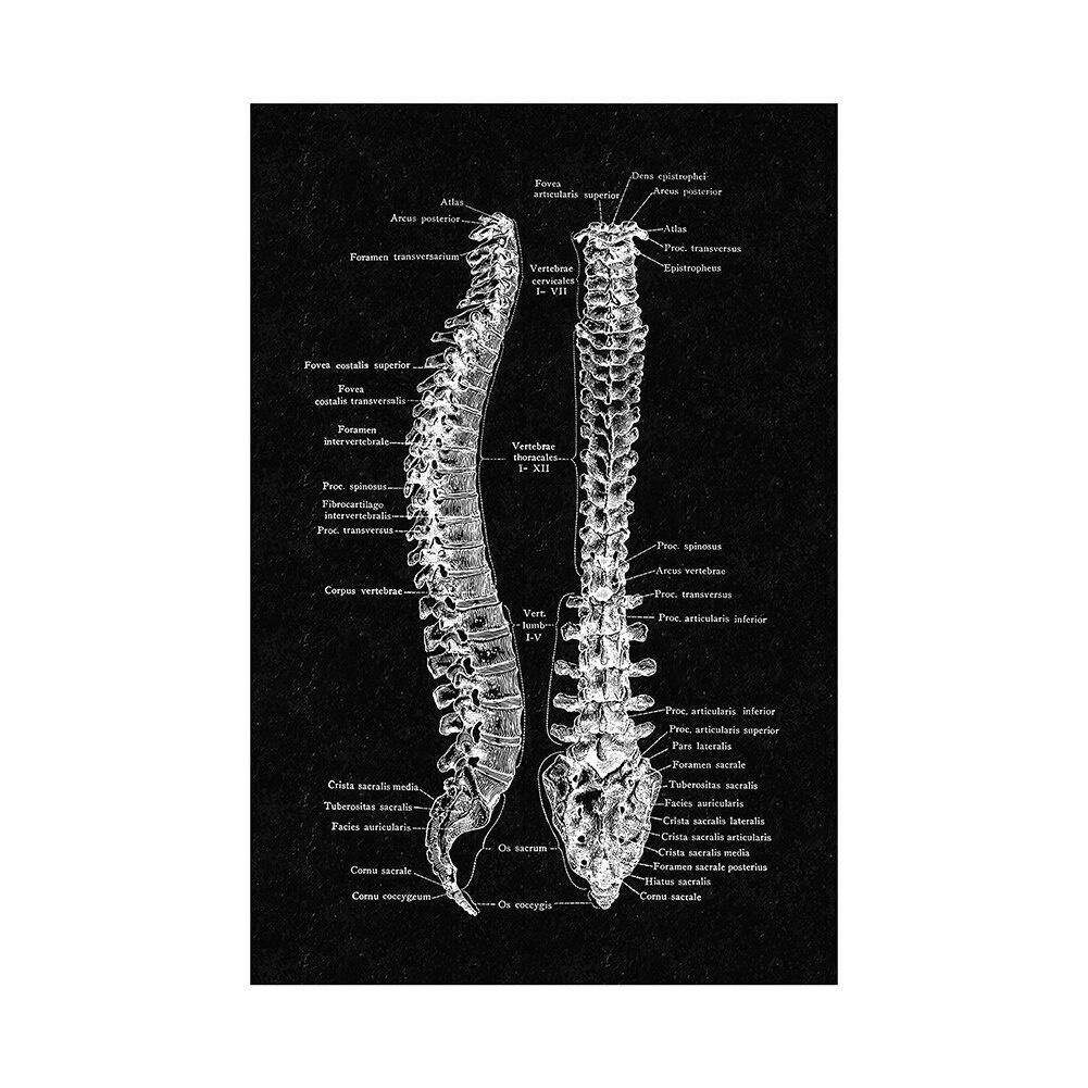 Canvas Printing Human Anatomy Artwork Wall Art Poster Skeleton Organ Muscular System Vintage Home Decor