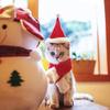 2Pcs/Set Santa Claus Scarf Christmas Pet Costume Set Christmas Decoration  Animal Decorate