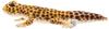 BH8140 HANSA Leopard Gecko 26