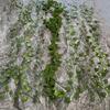Artificial Green Vine Wall Hanging With Silk Screen Fabric For Home Decor And Office Space