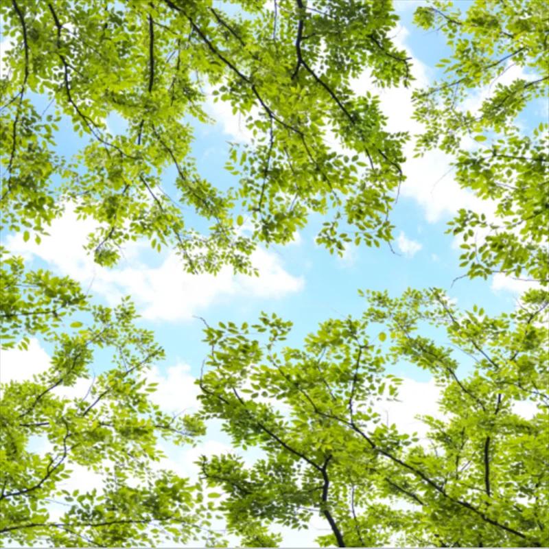Ceiling Wallpaper 3d Forest Theme Sky Zenith Wall Mural Living Room Bedroom Forest Green Leafy Zenith Mural
