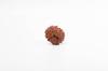 Natural 12 Mukhi Rudraksha Bead – Nepali Origin | Bead for Leadership, Confidence & Solar Chakra Balance Success | Organic & Lab Certified