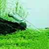 4PCS/Set Aquariums Effective Planarian Catcher for Removing Harmful Organisms from Fish Tanks Durablity Planarian Trap