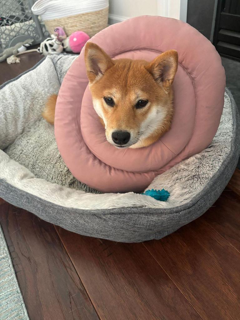 Waterproof Recovery Collar for Cats & Dogs: Anti-Licking Neck Cone, Enlarged & Deepened for Large Pets.