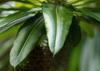 SAFLAX Garden In the Bag - Madagascar Palm - 10 Seeds - With Substrate In a Fitting Stand Up Bag - Pachypodium Lamerei