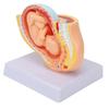Anatomisches Beckenmodell einer schwangeren Frau Abnehmbares Schwangerschaft 9 Monate Baby Fötusmodell für Lehrmittel