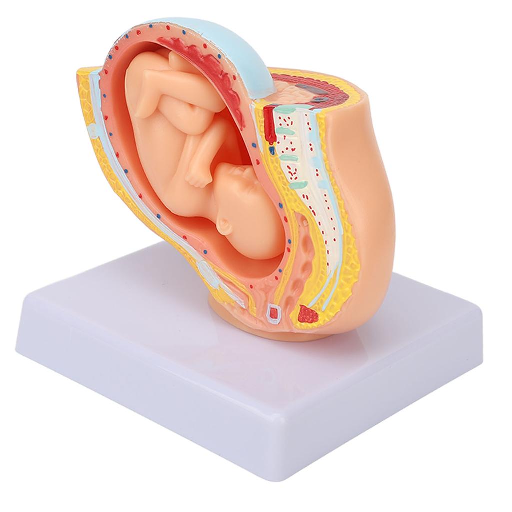 Pregnant Woman Anatomical Pelvis Model Removable Pregnancy 9 Months Baby Fetus Model for Teaching Aid