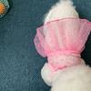 New Soft Tulle Pet Princess Dress Breathable Mesh Cotton Polyester Dog Skirt Dress Cat Clothing Pet Everyday Wear