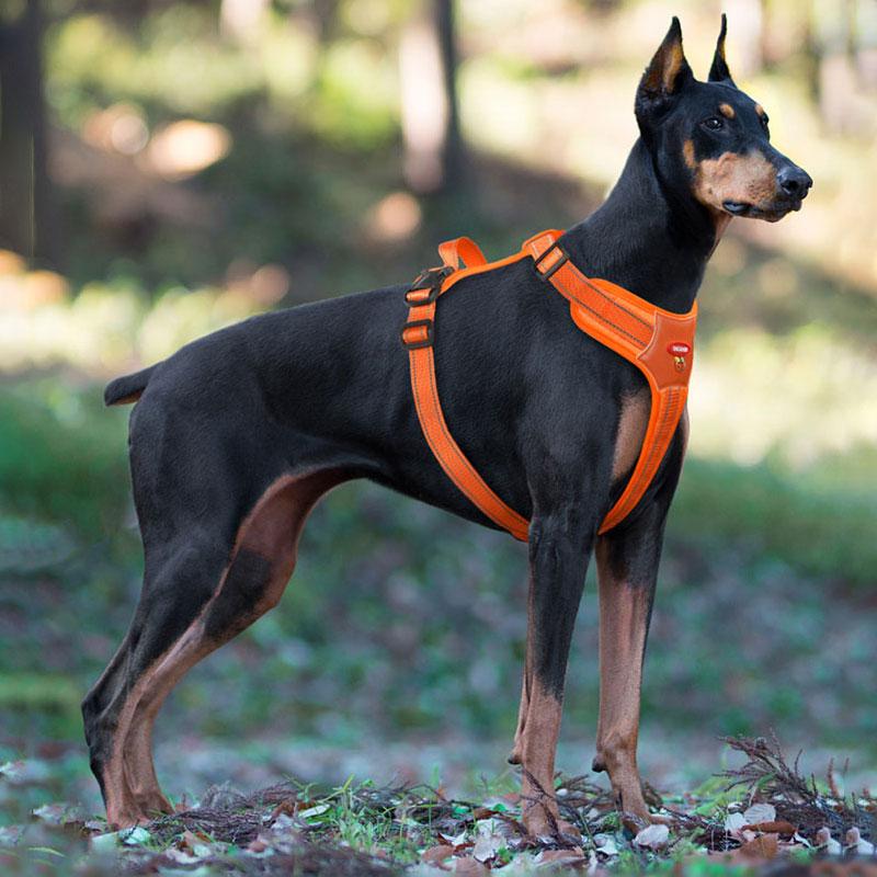 Pettorina Riflettente per Cane Dobermann Cane Medio Grande Gilet Tattico Cane Grande Pettorina Impermeabile Accessori per Animali Domestici Forniture