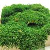 Flat Moss - Sweden - Medium Green Natural 500G