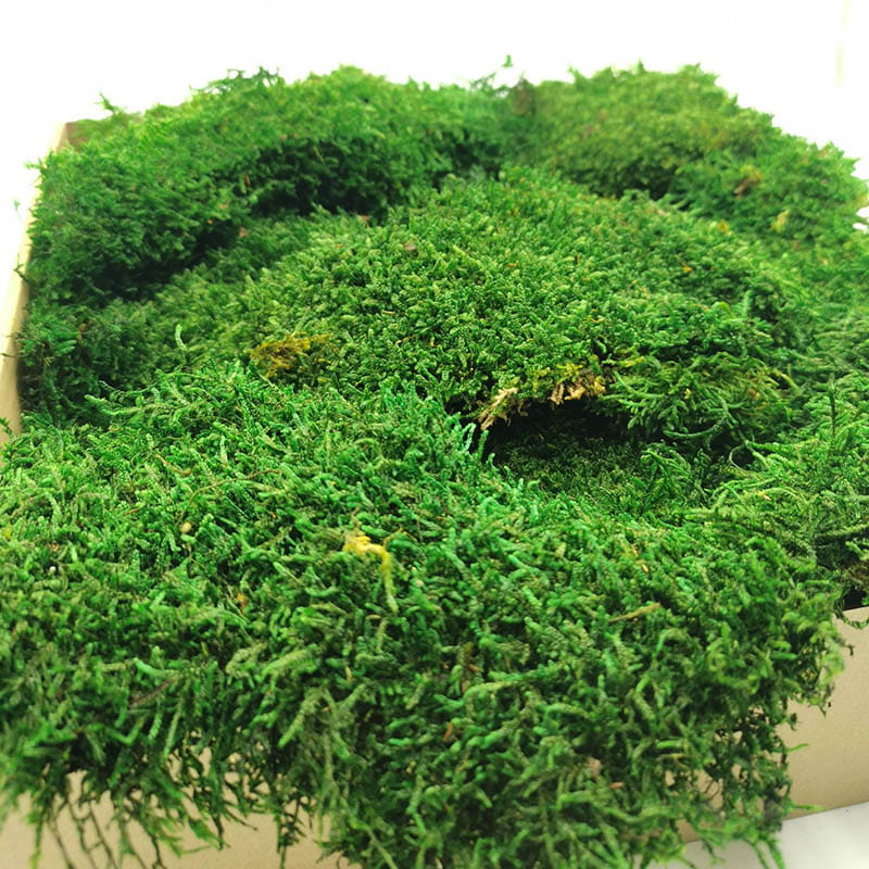 Flat Moss - Sweden - Medium Green Natural 500G