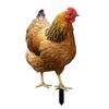 Ornamental Eco-friendly Rooster Decor Garden Statue Chicken for Garden