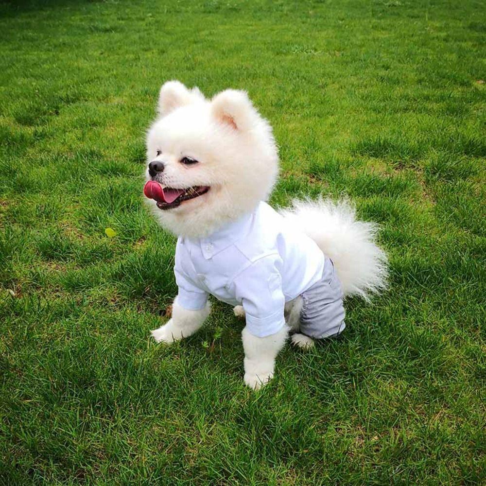Washable Pet Formal Shirt Creative Puppy Costume Stylish Dog Wedding Suit  Cat