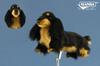 Hansa Miniature Dachshund Long Hair Plush Headcover for PT and Putter, BH8365