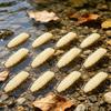 12PCS TPE Bread Worm Fishing Lures with Glow Feature for Freshwater Saltwater Night Fishing Soft Baits