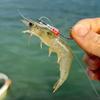5pcs Stainless Luminous Bait Fixed Holder Set Anti-entanglement No Unhooking Luminous Live Shrimp Hooks Sharp Barbed Anti Slip