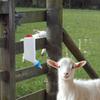 Soft Nipple Goat Bottles Hanging Type Animal Feeding Bottle  for Feeding Baby Sheep