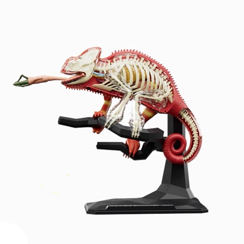 4D Chameleon Anatomy Model: Educational Toy with Detachable Animal Organs & Skeleton 622045