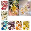 Natural DIY Flower Preservations Set Home Decors Dried Flower For Scrapbooking Wedding Decorations And Artistic Designs