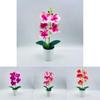 Silk Phalaenopsis Aphrodite Plant With Realistic 3d Printing For Living Room Decoration