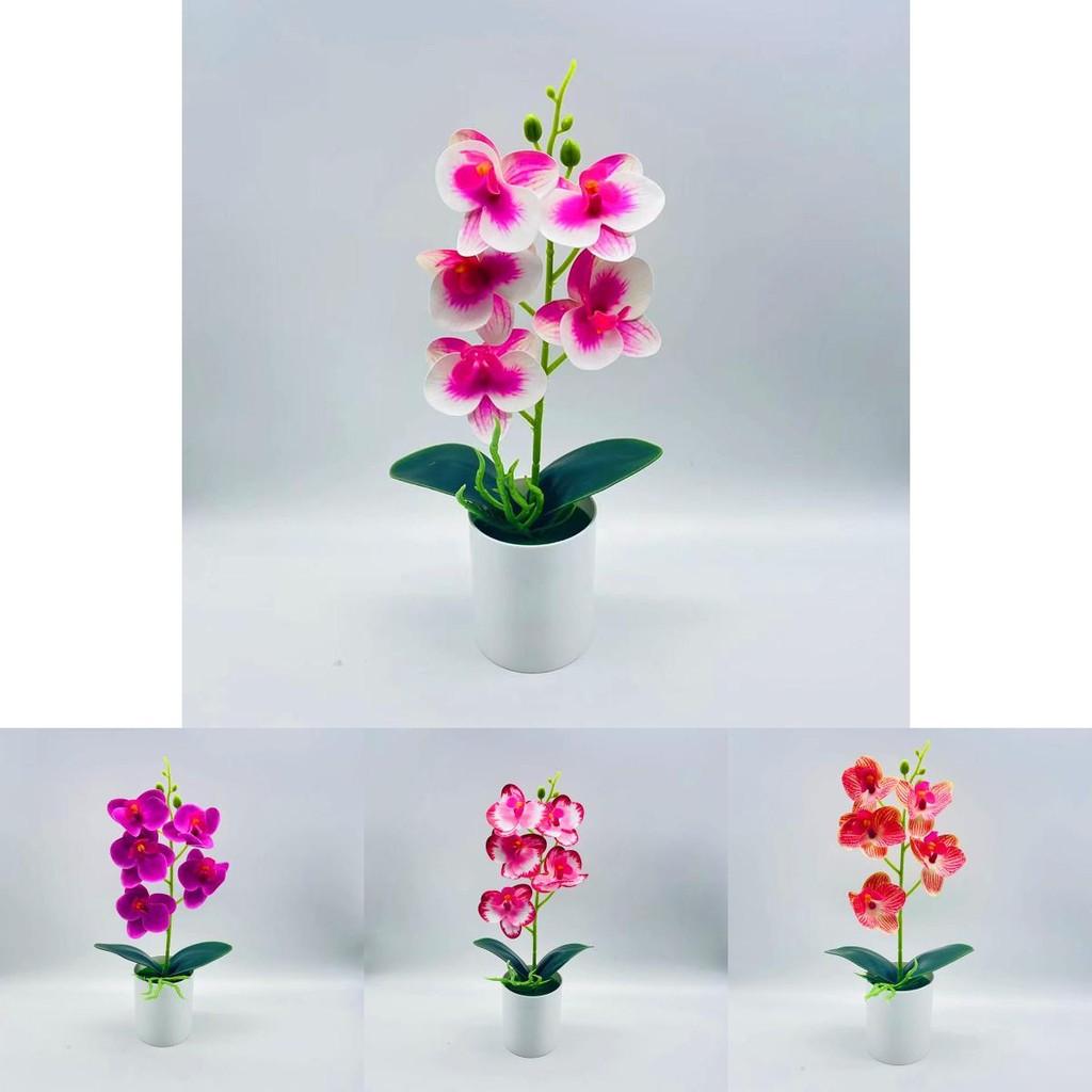 Silk Phalaenopsis Aphrodite Plant With Realistic 3d Printing For Living Room Decoration
