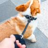 Dog Leash 1cm Long Lightweight Nylon with Reflective Suitable for Large Outdoor Walks and 4.65m, Diameter, Leash, Features, Dogs, Training, Playtime.