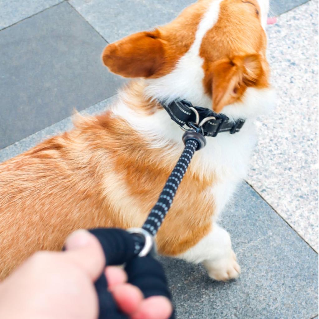Dog Leash 1cm Long Lightweight Nylon with Reflective Suitable for Large Outdoor Walks and 4.65m, Diameter, Leash, Features, Dogs, Training, Playtime.