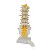Spine Model Vertebrae Sacrum for Observation Study Material Laboratory