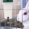 0.5/1L Automatic Rabbit Drinker Leak-proof Lid Design Fountain Splash Proof Water Dispenser Drinking Equipment