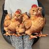 Kreatives Katzen-Hühnchen-förmiges Plüschtier Weiche flauschige Stoffpuppe Nicht reizendes Gewebe Perfekt für Wohnkultur Babyparty-Geschenkoption