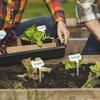 Pflanzenetiketten Edelstahl Sämlingsetiketten 10 Stück Wiederverwendbare Edelstahl-Pflanzenetiketten Für Homesteading Gartenarbeit Draußen