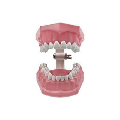 Langlebiges und sicheres 1 Stück Dental Zähne Mundpflege Lehrdemonstrationsmodell Zähneputzen Zahnseide Übung Typodont Modelle Studentenbildungswerkzeug